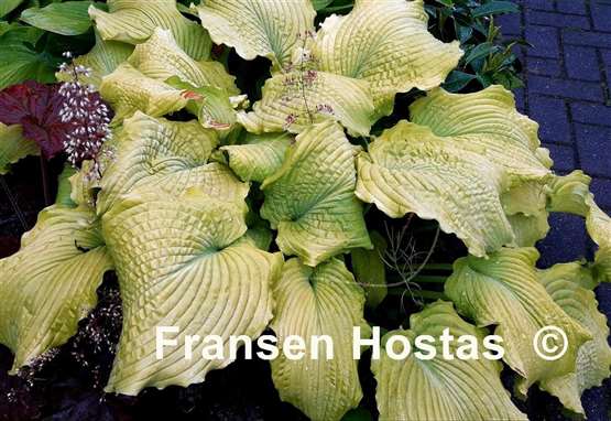 Hosta Sea Gulf Stream